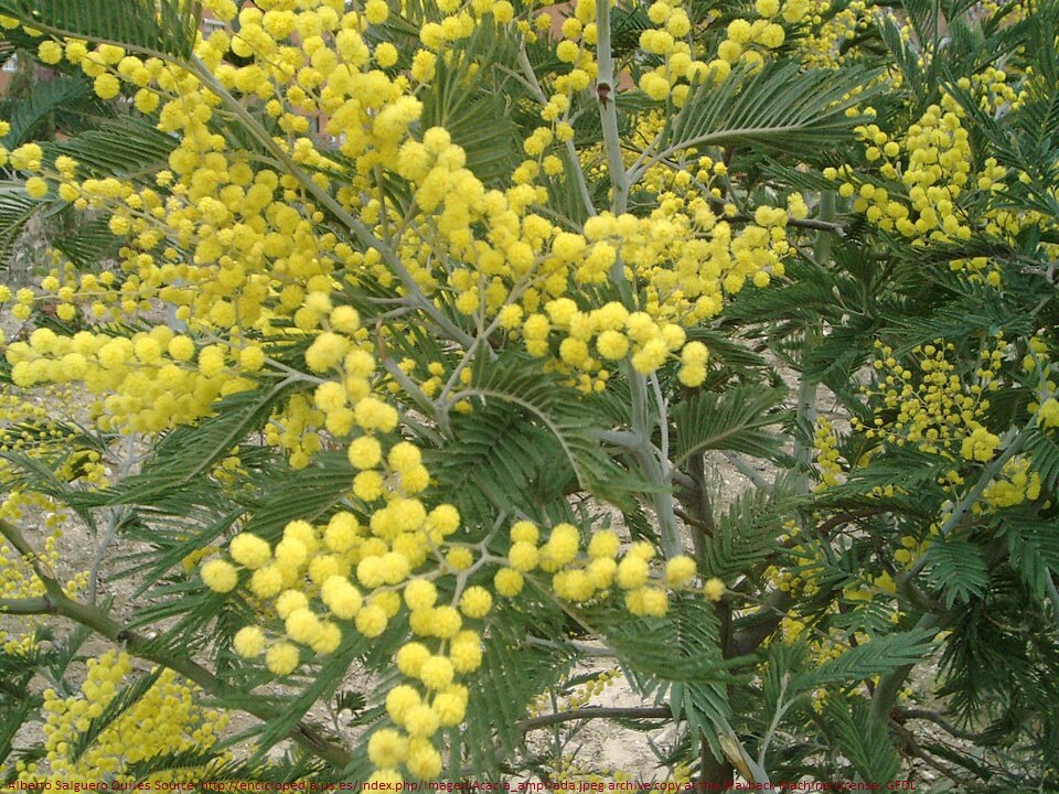 acacia dealbata